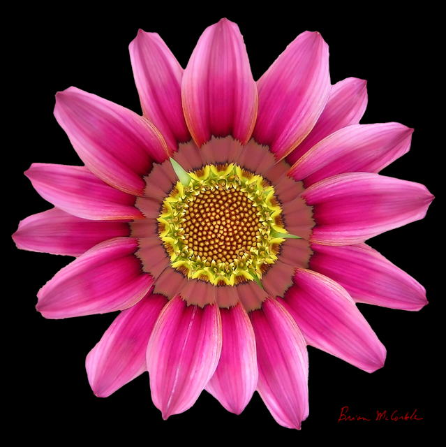 (image for) Pink Ganzia